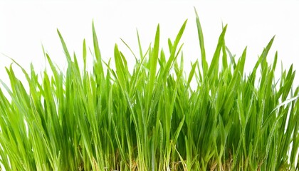 Fototapeta na wymiar grass isolated