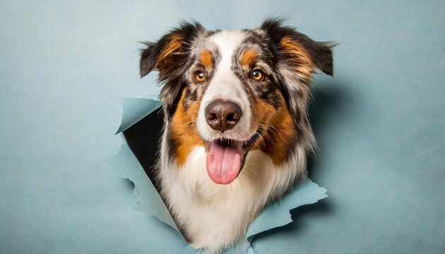 australian shepherd dog photographed in a paper hole