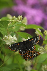 Baltimore checkerspot butterflies mating on pagoda dogwood