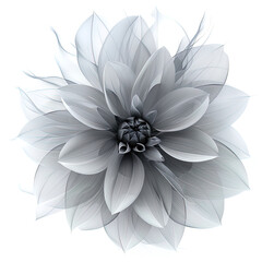 Abstract Dahlia petals, black and white illustration.