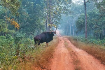 Huge indian gaur on road
