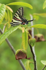 zebra swallowtail butterfly on pawpaw with flowers © Papilio