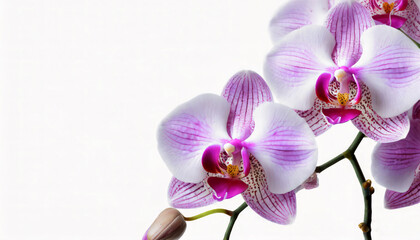 Beautiful orchid flowers on white background with copy space