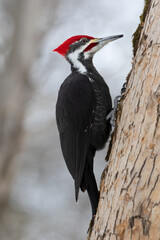 Closeup of Pileated Woodpecker climbing up a tree trunk in search of insects