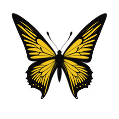 Butterfly with black and yellow wings isolated on white