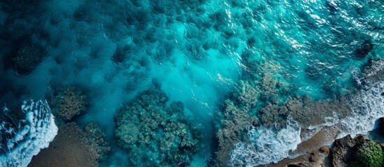 An underwater view of a vibrant coral reef in the aqua blue ocean, showcasing marine biology and the beautiful coastal and oceanic landforms