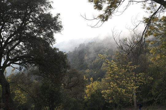 For&ecirc;t mimosa brume mandelieu tanneron