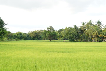 A view of green rice paddy fields landscape beautiful natural.