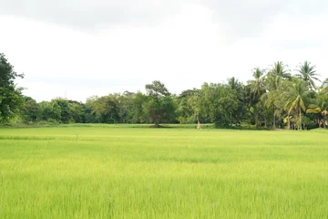 Foto op Canvas A view of green rice paddy fields landscape beautiful natural. © Kumphaitoon