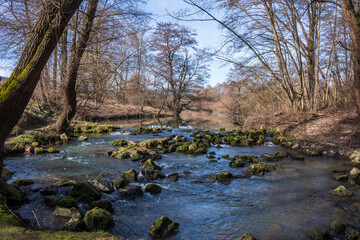 Urwald mitten in Kelheim (Donau-Altwasser)