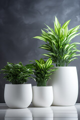 Obraz premium Indoor plants in pots. Chamaedorea, Aloe, Haworthia. Eco house. Green corner. Houseplants background