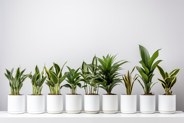 Indoor plants in pots. Chamaedorea, Aloe, Haworthia. Eco house. Green corner. Houseplants background