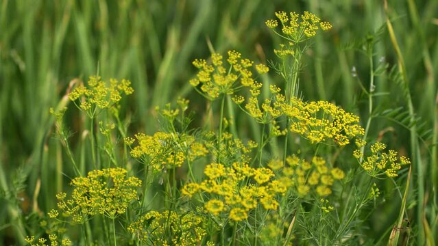 Enjoy the beauty of a dill plant flower blooming gracefully in a serene garden setting, adding a touch of aromatic delight to your culinary adventures