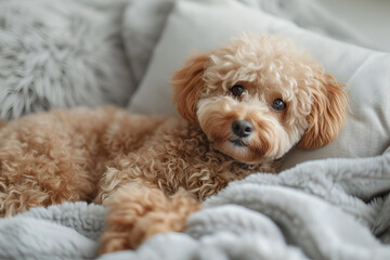 Cute fluffy dog lies on a fluffy bed. Minimalistic pets style isolated over light background