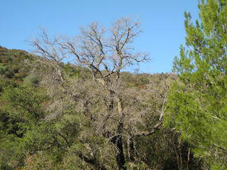 Immagini della natura in Sardegna