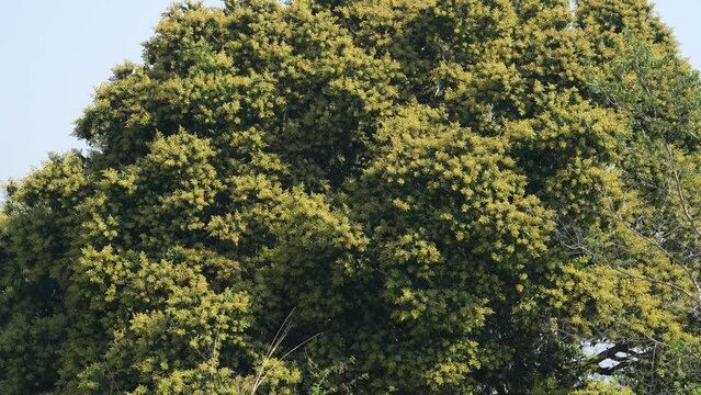 A lush mango tree in full bloom, its vibrant foliage illuminated by the warm sunlight. Experience the beauty of nature's bounty as you immerse yourself in this tropical paradise.