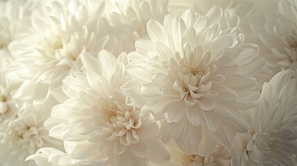 White Monochromatic Compositions Chrysantha Flowers in Organic Bouquet Texture - Irridescent Soft Tonal Art Close Up Vintage Inspired Background created with Generative AI Technology