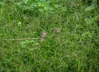 Estrildid bird in natural conditions on a sunny day on the island of Mauritius