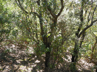Immagini della natura in Sardegna