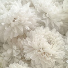 Fototapeta na wymiar White Monochromatic Compositions Chrysantha Flowers in Organic Bouquet Texture - Irridescent Soft Tonal Art Close Up Vintage Inspired Background created with Generative AI Technology