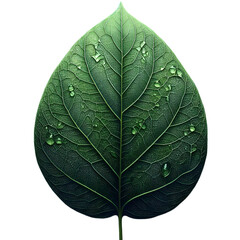 leaf isolated on transparent background