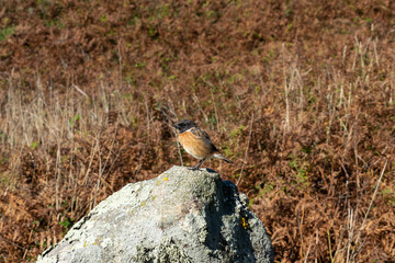 Common stonechat on a rock. Blur background