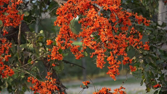 Mesmerizing beauty of the Butea Monosperma flower as it blooms in vibrant hues of red and yellow. Flame of the Forest, Bastard Teak