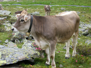 Alpenländische Kuh