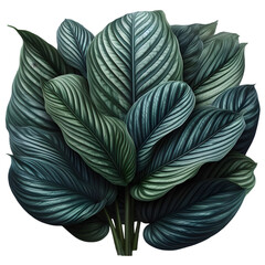 Calathea Leaves isolated on transparent background