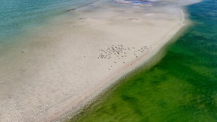 An original drone photograph of a low tide sand bar and seagulls in the water, west coast Florida