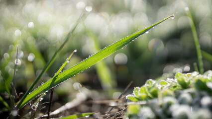 Close up of gentle fragile snowdrop galanthus isolated in the forest wilderness raindrops white flower