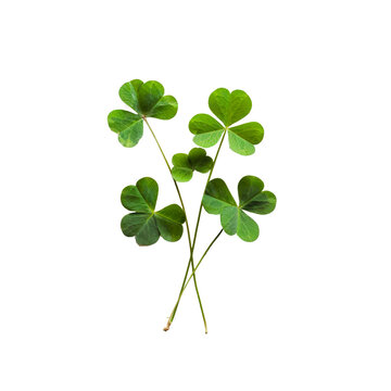 clover isolated on white