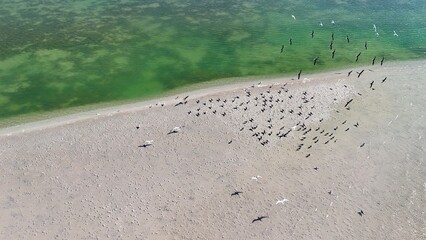 An original drone photograph of a low tide sand bar and seagulls in the water, west coast Florida