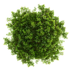 Obraz premium Top view of dense green foliage tree, isolated on white background