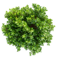 Obraz premium Top view of dense green foliage tree, isolated on white background