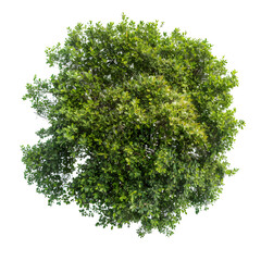Obraz premium Top view of dense green foliage tree, isolated on white background