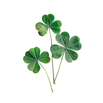 four green leaf clover isolated