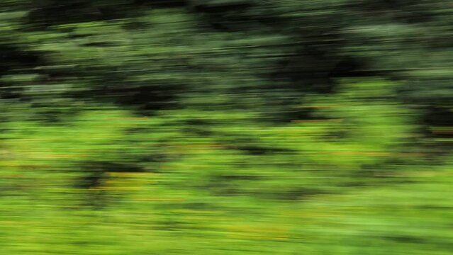View from the window of  a fast moving car to the forest and landscape. Flashing trees outside the car window.