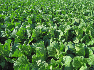 Chinese Cabbage Fields                 