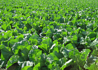 Chinese Cabbage Fields                 