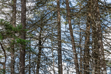 Trees in a rainforest in southeastern Brazil