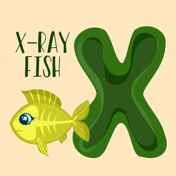 ALPHABET x x-ray fish vector educational Animals Alphabet x Is For x-ray fish