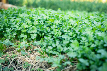 selective focus green coriander matures in farmers' fields in Thailand