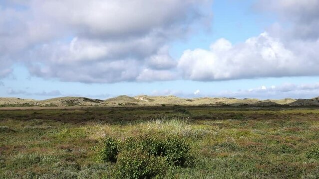 Sand dunes covered with moss and grass in northern Denmark. Cape Grenen near Skagen.