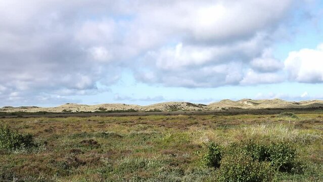 Sand dunes covered with moss and grass in northern Denmark. Cape Grenen near Skagen.