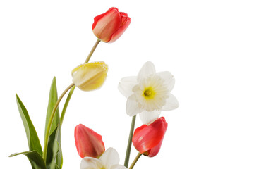 Tulips and daffodils isolated on white background