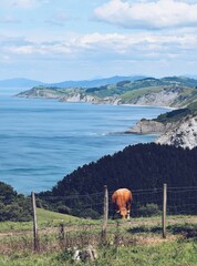 cow grazing on the coast of the basque country