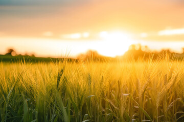 Obraz premium Golden hour sunset over the field of wheat, summer sunrise nature farming background, Generative AI