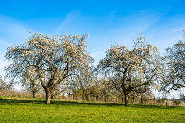 Obraz premium Blooming cherry trees under a white-blue sky in Frauenstein - Germany in the Rheingau