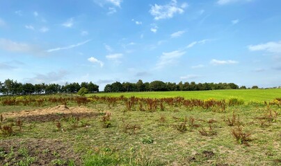 Obraz premium Rural landscape, with wild plants, distant fields, and trees, set against a blue sky near, Bradford, Yorkshire, UK